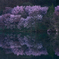 彩 #2