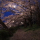 夜sakura 2