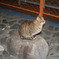 たたずむねこ