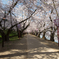 桜のトンネル