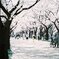４月の花は桜色