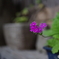 とりあえずPENTAX　K-1②