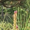 松の雌花
