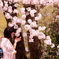 和装と桜