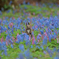お花畑