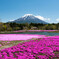 富士芝桜
