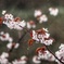 雨桜