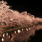 sakura in Hirosaki