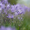 K-1 ＋ FA77 F1.8 Limited