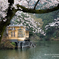 鎌北湖の桜　その3