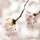 鎌北湖の桜　その4