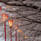 萬代橋近くの桜