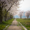 上越市の桜