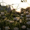 夕陽の花