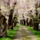 桜ずい道（春風通り）