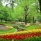 昭和記念公園  チューリップ