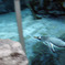 Flying Penguin