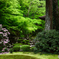 新緑が美しい雨の京都大原三千院