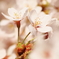 ＳＡＫＵＲＡ