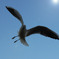 773_FLY