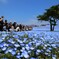 Nemophila
