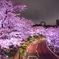 Midtown Blossom