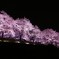 夜桜