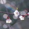 雨の桜