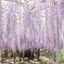 藤のカーテン