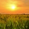 夕日の青麦