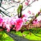 雨にも負けず。咲く桜