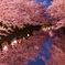 弘前公園 ２