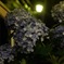 6月の花見