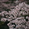 等々力競技場桜