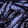 生魚