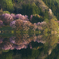 中綱湖の春