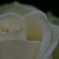 白薔薇の憂鬱