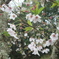 DSC00740