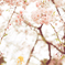 桜降