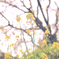 伸