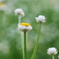 春の花