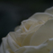 白薔薇の溜息