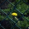 Imprisoned flower