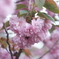 八重桜