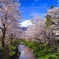 2016 4.18 忍野桜並木