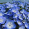BLUExBLUE