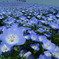 BLUExBLUE