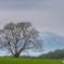 One cherry tree