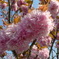紙花