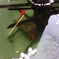 桜と金魚。